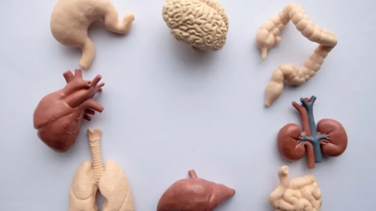 [KVIZ] Jesi li pravi stručnjak o ljudskom tijelu?