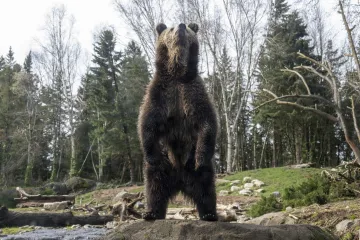 Medvjed napao razred osnovne škole, četvero teško ozlijeđeno: 'Nemojte ga tražiti'