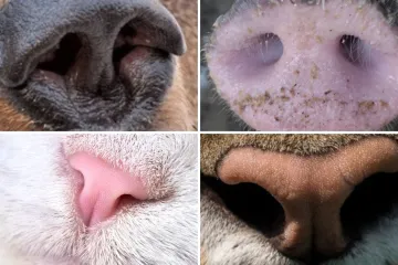 Možeš li prepoznati ove životinje po njuški: Možda izgleda jednostavno, ali lako se poskliznuti