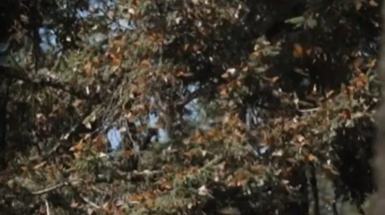 Duplo više monarha vratilo se u posebno utočište: Očaravajući prizori privlače ljude iz cijelog svijeta