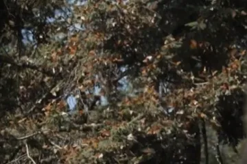 Duplo više monarha vratilo se u posebno utočište: Očaravajući prizori privlače ljude iz cijelog svijeta