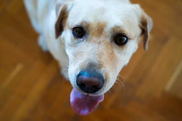 Andrija Jarak podržao projekt educiranja pasa vodiča za pomoć djeci s teškoćama u razvoju
