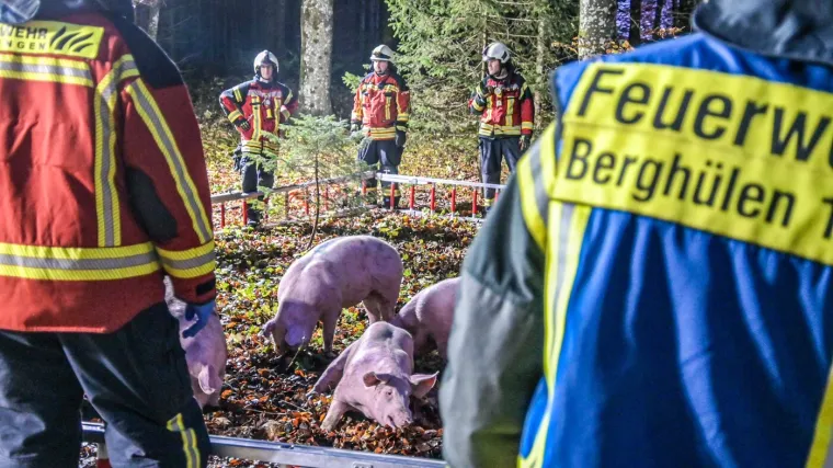 Bizarne scene na autocesti, prevrnuo s kamion s 91 svinjom: Promet blokiran u oba smjera