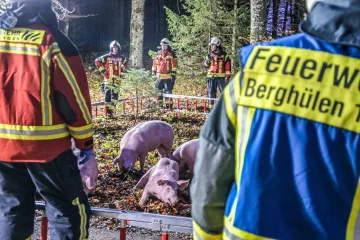 Bizarne scene na autocesti, prevrnuo s kamion s 91 svinjom: Promet blokiran u oba smjera