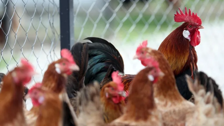 Klali kokoši u dvorištu, pa nastao kaos: Nožem napali policajce