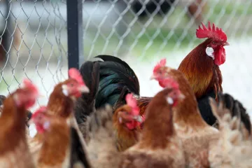 Klali kokoši u dvorištu, pa nastao kaos: Nožem napali policajce