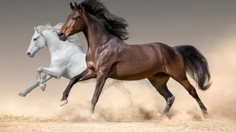 [KVIZ] Ako si pravi obožavatelj konja, sigurno znaš sve o njima