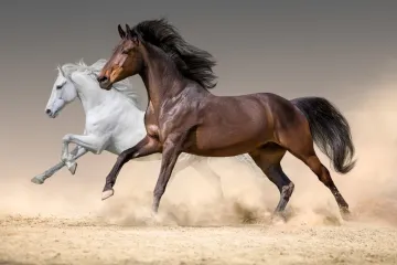 [KVIZ] Ako si pravi obožavatelj konja, sigurno znaš sve o njima