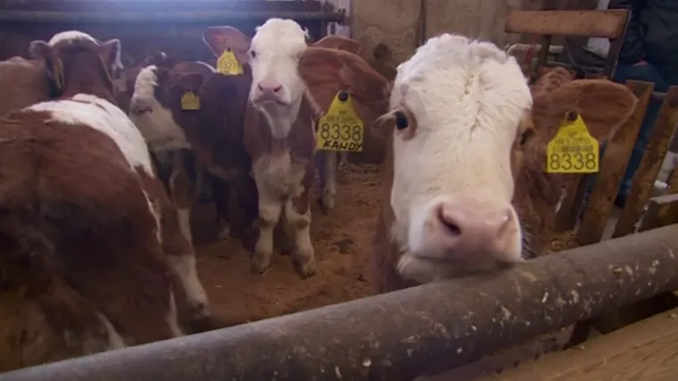 Hrvatska proizvodi najmanje mlijeka u EU: Broj krava se prepolovio u 10 godina