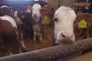 Hrvatska proizvodi najmanje mlijeka u EU: Broj krava se prepolovio u 10 godina