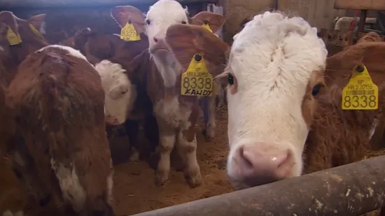 Strano mlijeko preplavilo police: Evo kako uvozni lobi uništava hrvatsko mljekarstvo