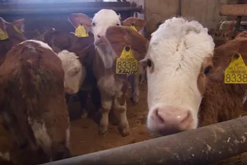 Strano mlijeko preplavilo police: Evo kako uvozni lobi uništava hrvatsko mljekarstvo