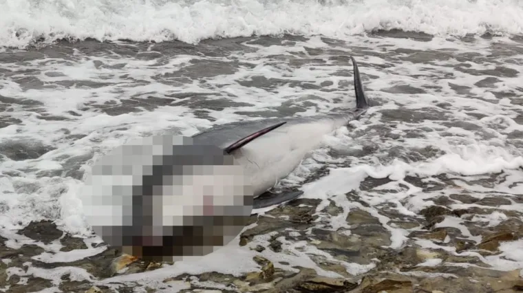 Na Braču pronađen uginuli dupin nasukan na plaži: Stručnjak objasnio uzrok smrti