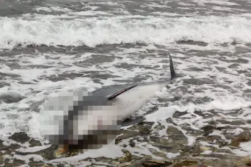 Na Braču pronađen uginuli dupin nasukan na plaži: Stručnjak objasnio uzrok smrti