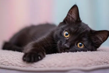 Može li glazba doista opustiti vaše kućne ljubimce? Najučinkovitije su ove skladbe