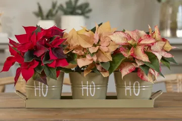 Adventski ukrasi s božićnim zvijezdama