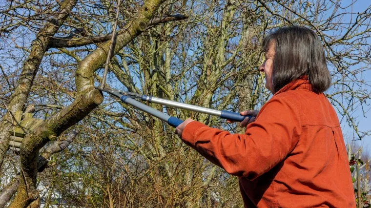 Vrtlari savjetuju što trebate napraviti u prosincu: Pripremite vrt za ljepše dane