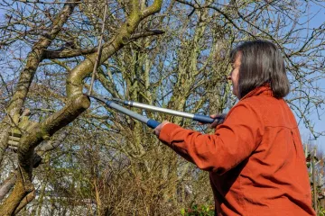 Vrtlari savjetuju što trebate napraviti u prosincu: Pripremite vrt za ljepše dane