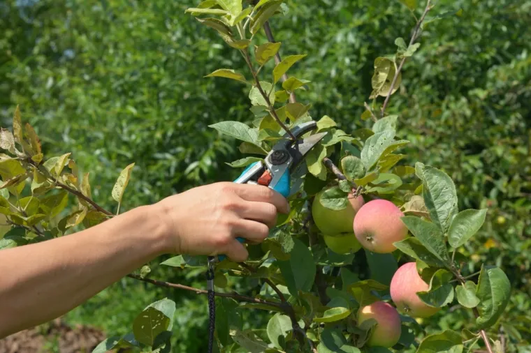 Vrtlari savjetuju što trebate napraviti u prosincu: Pripremite vrt za ljepše dane