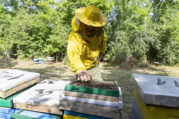 Pčelari bijesni zbog poteza Plenkovića: 'Hrvatsko tržište će preplaviti lažni uvozni med!'