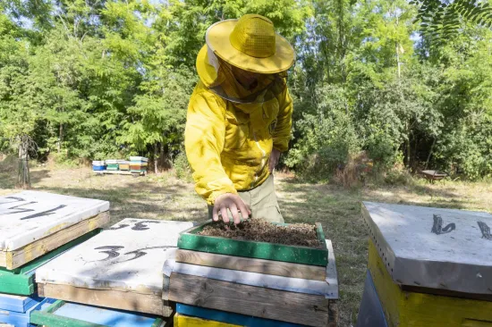 Pčelari bijesni zbog poteza Plenkovića: 'Hrvatsko tržište će preplaviti lažni uvozni med!'