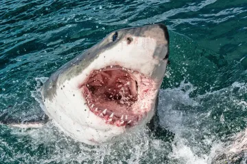 Plaža smrti: Morski pas ubio djevojku, mladić u kritičnom stanju