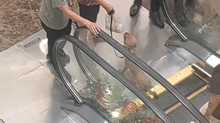 Uznemirujuće: Odvela je psića na pokretne stepenice i vjerojatno ga učinila invalidom