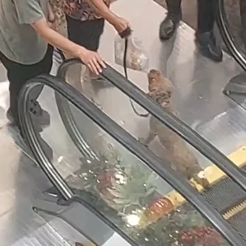 Uznemirujuće: Odvela je psića na pokretne stepenice i vjerojatno ga učinila invalidom