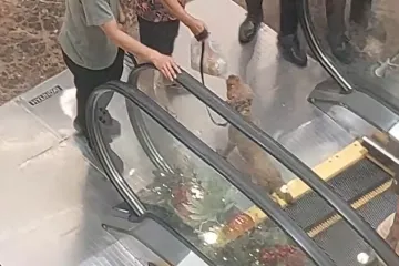 Uznemirujuće: Odvela je psića na pokretne stepenice i vjerojatno ga učinila invalidom