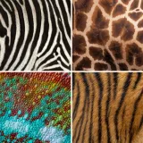 Možeš li prepoznati o kojoj se životinji radi na temelju uzorka njezine kože ili krzna?