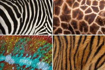 Možeš li prepoznati o kojoj se životinji radi na temelju uzorka njezine kože ili krzna?