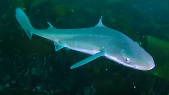 Istina koju vam ne govore: U vašoj kremi za lice možda pliva morski pas