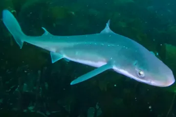 Istina koju vam ne govore: U vašoj kremi za lice možda pliva morski pas