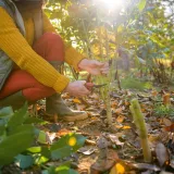 Posadite ovu lukovicu kako biste poboljšali urod: 'Ovo razdoblje je ključno'