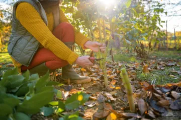 Posadite ovu lukovicu kako biste poboljšali urod: 'Ovo razdoblje je ključno'