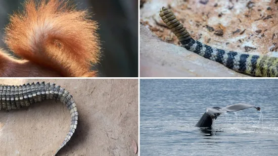 Samo će veliki poznavatelji životinja prepoznati ove vrste po repu: Pitanja nisu jednostavna