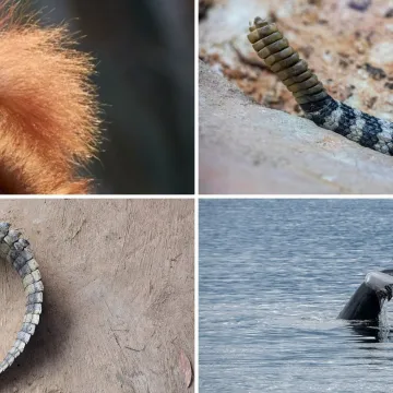 Samo će veliki poznavatelji životinja prepoznati ove vrste po repu: Pitanja nisu jednostavna