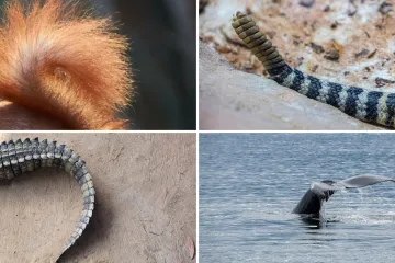 Samo će veliki poznavatelji životinja prepoznati ove vrste po repu