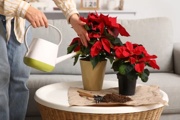 Tajne uzgoja božićne zvijezde: Sačuvajte blagdansku ljepoticu tijekom cijele godine