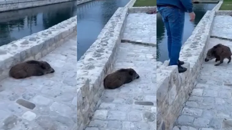 Novi slučaj divljih svinja na hrvatskom jugu: Stanovnici se boje za vlastitu sigurnost