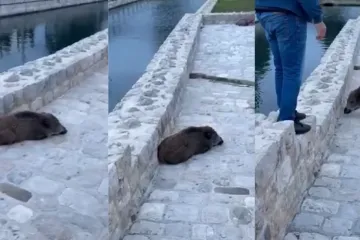 Novi slučaj divljih svinja na hrvatskom jugu: Stanovnici se boje za vlastitu sigurnost