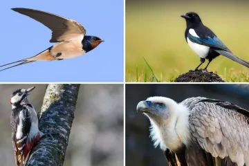 Dokažite se kao poznavatelj ptica koje nastanjuju hrvatsku prirodu: Koliko ste ih prepoznali?