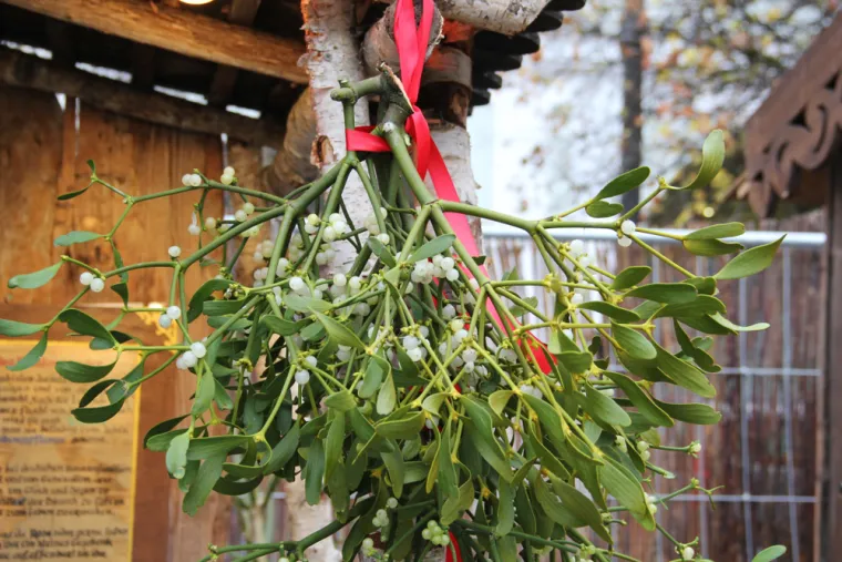 Ova četiri znaka čeka nezaboravan poljubac ispod imele ovog Božića: Jeste li među njima?