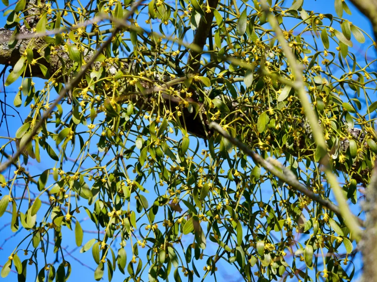 Ova četiri znaka čeka nezaboravan poljubac ispod imele ovog Božića: Jeste li među njima?