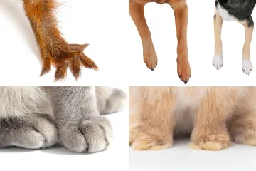 Znalci će prepoznati ove životinje odmah po &scaron;apama, možete li i vi?