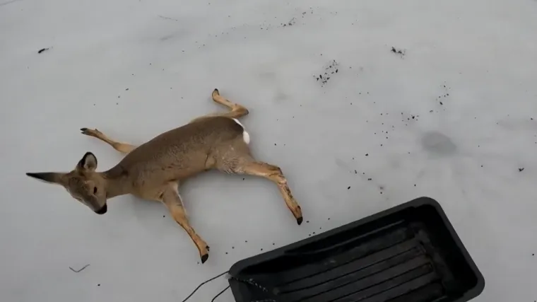 Snimka herojske akcije spašavanja: Srne i jeleni zaglavili na zaleđenom jezeru
