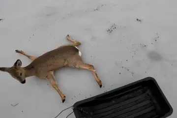 Snimka herojske akcije spašavanja: Srne i jeleni zaglavili na zaleđenom jezeru