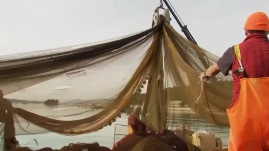 Direkt doznaje: Ministarstvo planira povećati kvote za izlov tune za čak 20%