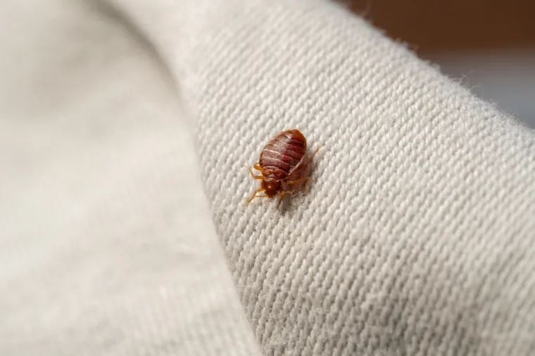 Zaštitite se: Blagdanska putovanja donose povećan rizik od nepodnošljivih nametnika