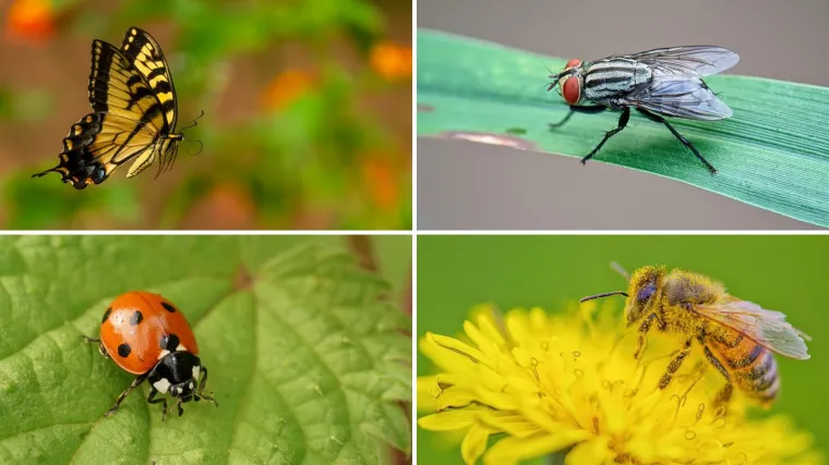 Ne moraš biti genijalac da prepoznaš barem šest kukaca sa slike: Pitanja su stvarno laka